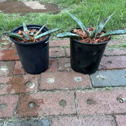 Blue Grey Agave Garden Plants $15.00 For Both