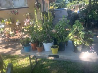 Plants for sale