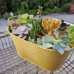 Beautiful Yellow Planter Packed With Succulents 