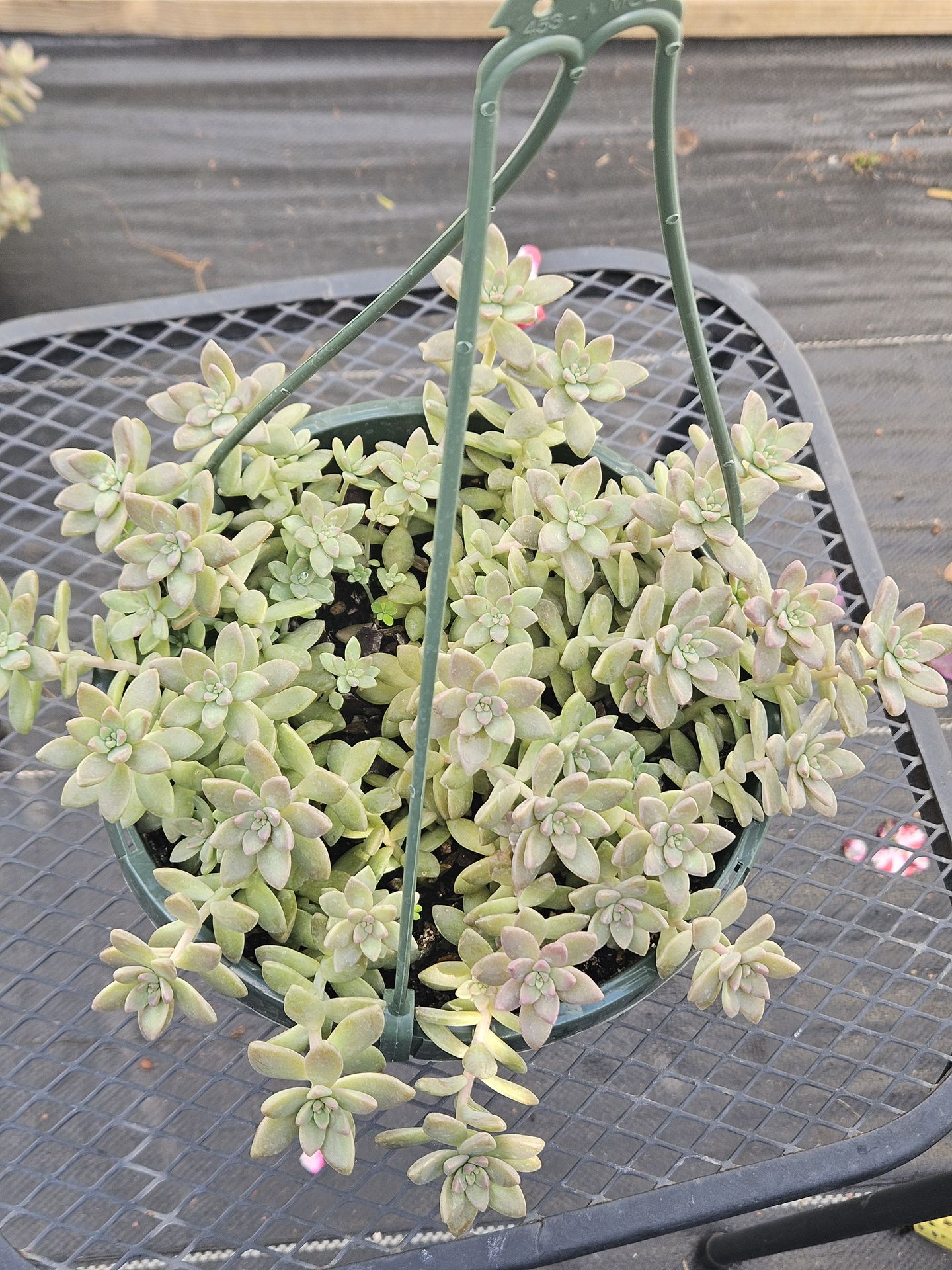 Succulents in a 8"hanging basket live plants