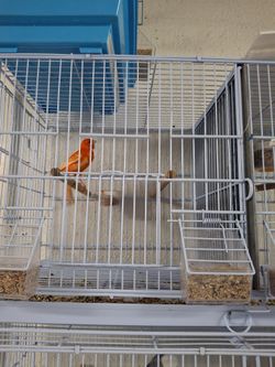 Jaulas Para Canarios Y Otras Aves