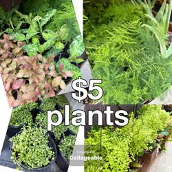 Plants Sale$5 each