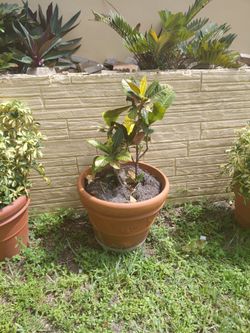 Plants with pots