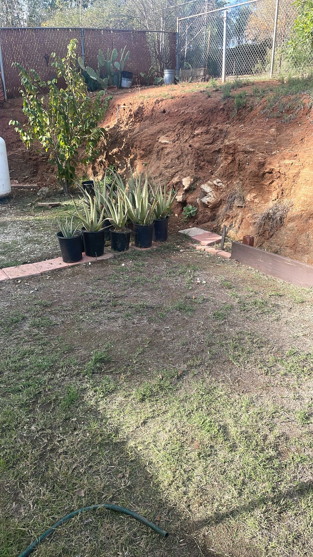 Savila.        Aloe Vera 