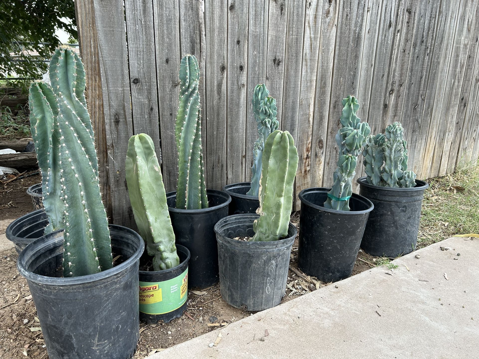 Night Blooming Cactus, Totem, Pole, Spiral