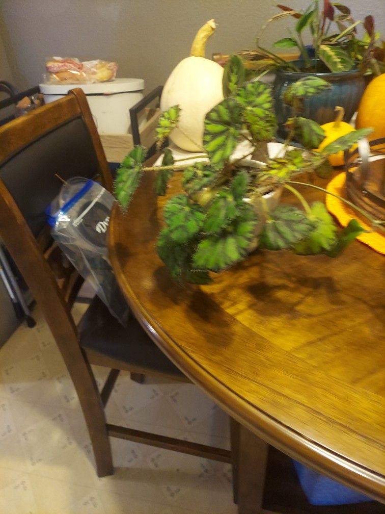 Is house plant