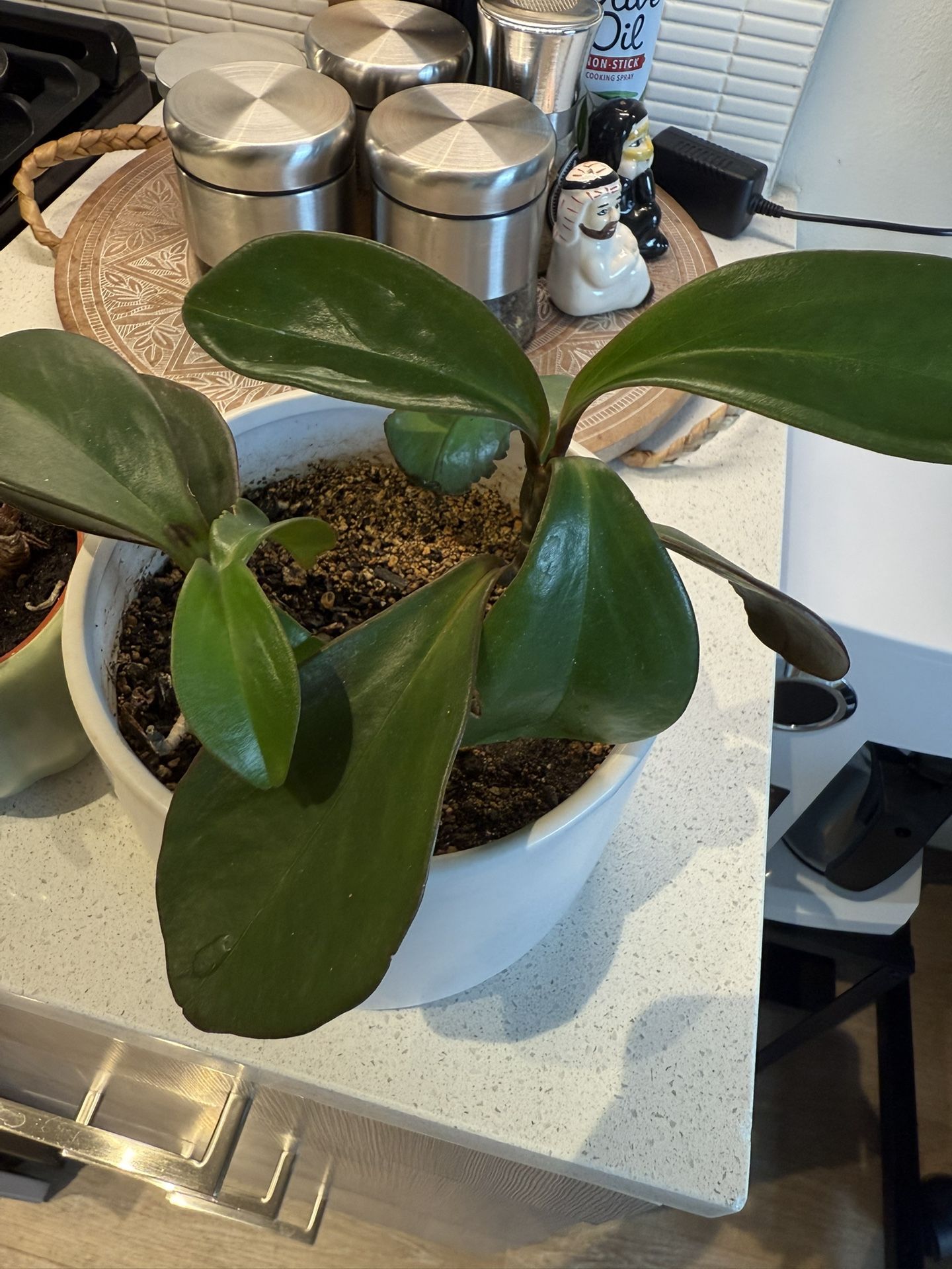 Healthy Indoor Houseplant in White Ceramic Pot – Easy Care