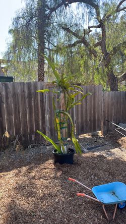 Large Potted Dragon Fruit Cactus Plant