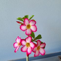 Desert Rose In Bloom 