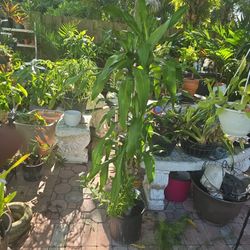 Brazilian tree or Corn plant 4FT $20.00