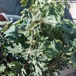 Fig Tree