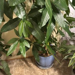 Plant