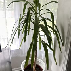 Indoor Plant