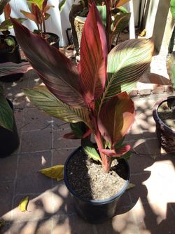 Garden Canna Plant