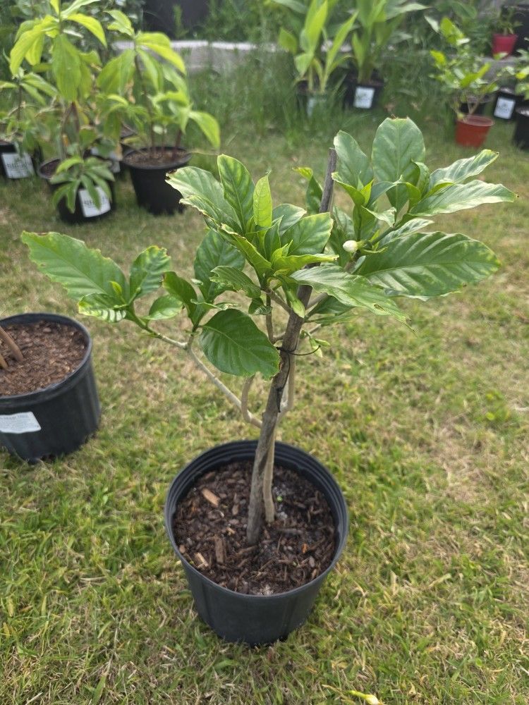 Grand Duke Plant Flowering 