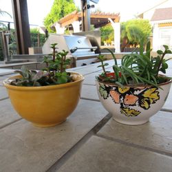 Set Of Yellow & Print Garden Pots With Succulents 
