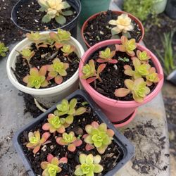 Plant For Outside House