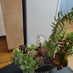 Succulents