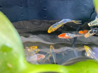 Koi decor for pond water garden