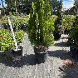 Arborvitae - 7 Gallons