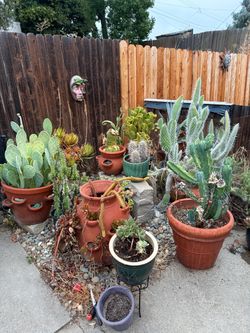 Assorted cactus $30 - $75 pot included
