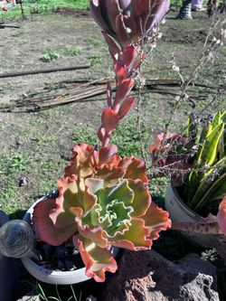 Plants sale