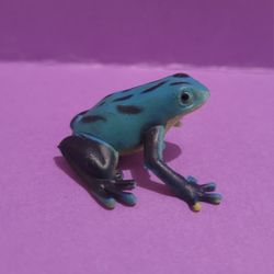 Frog Toad Toy Blue Black Educational Animals Science amphibians.