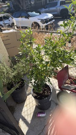 Mexican lime tree