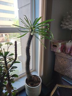 Madagascar Cactus