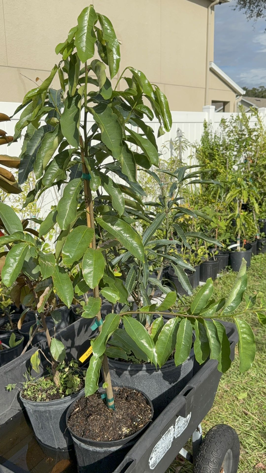 Soursop (Guanabana) Tree (3-4 Ft Tall)