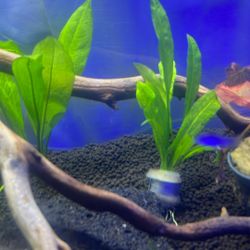 Aquarium Amazon Sword Plant 