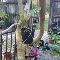 hanging Ivy, Macramé Plant