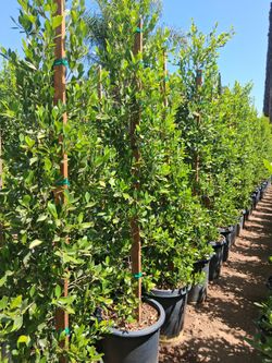 Ficus Nitida 15gln 6-7ft For Privacy 