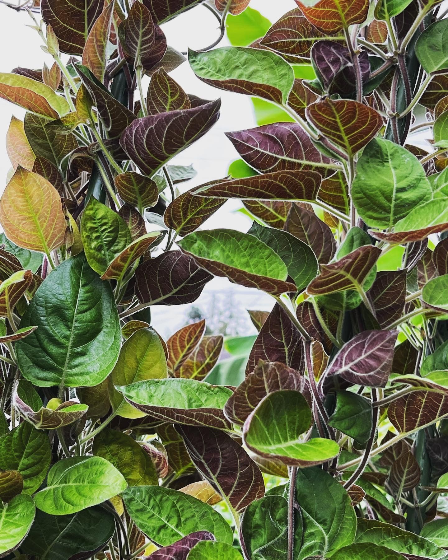 Cây Lá Mơ Or Skunkvine (Paederia foetida)