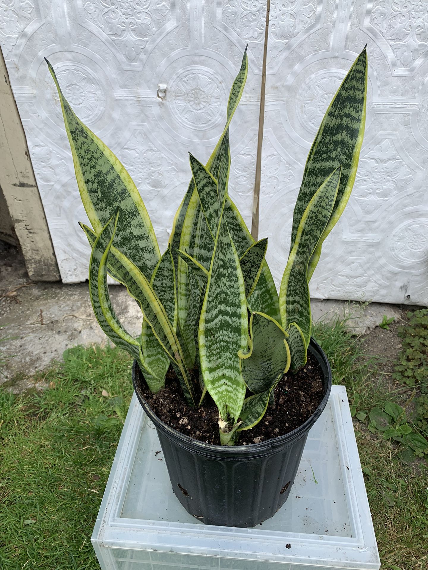 Snake Plant