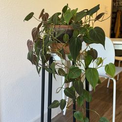 Philodendron In A 6” Terra Cotta Pot