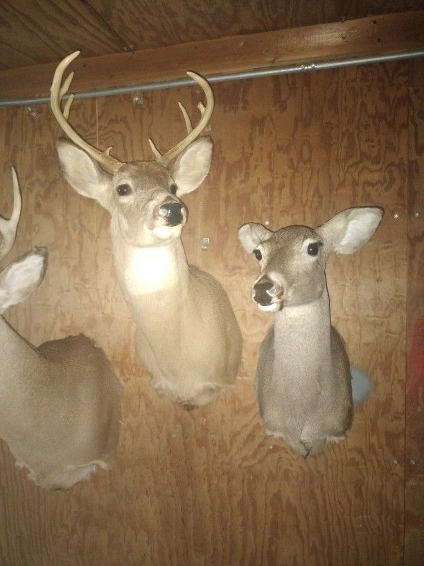 Deer
