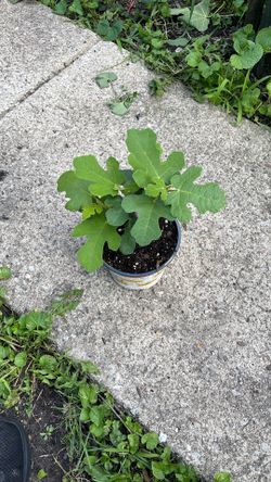 Chicago hardy fig tree