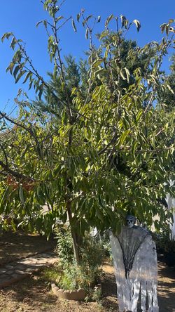 Cherry tree