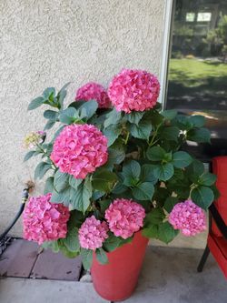 Plant includes the pot