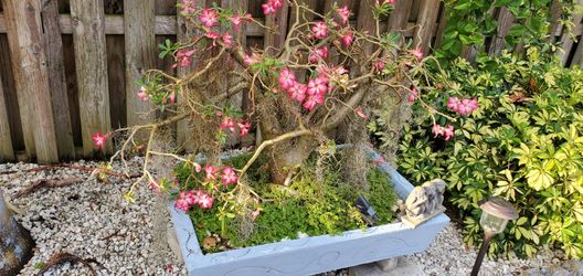 Bonsai Dessert