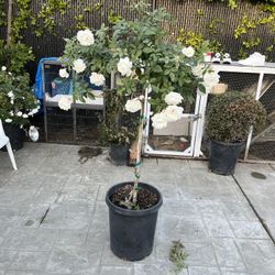 15 G Patio Tree Iceberg Rose