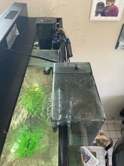 30 gal aquarium