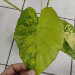 Variegated Alocasia/Elephant Ear Plant