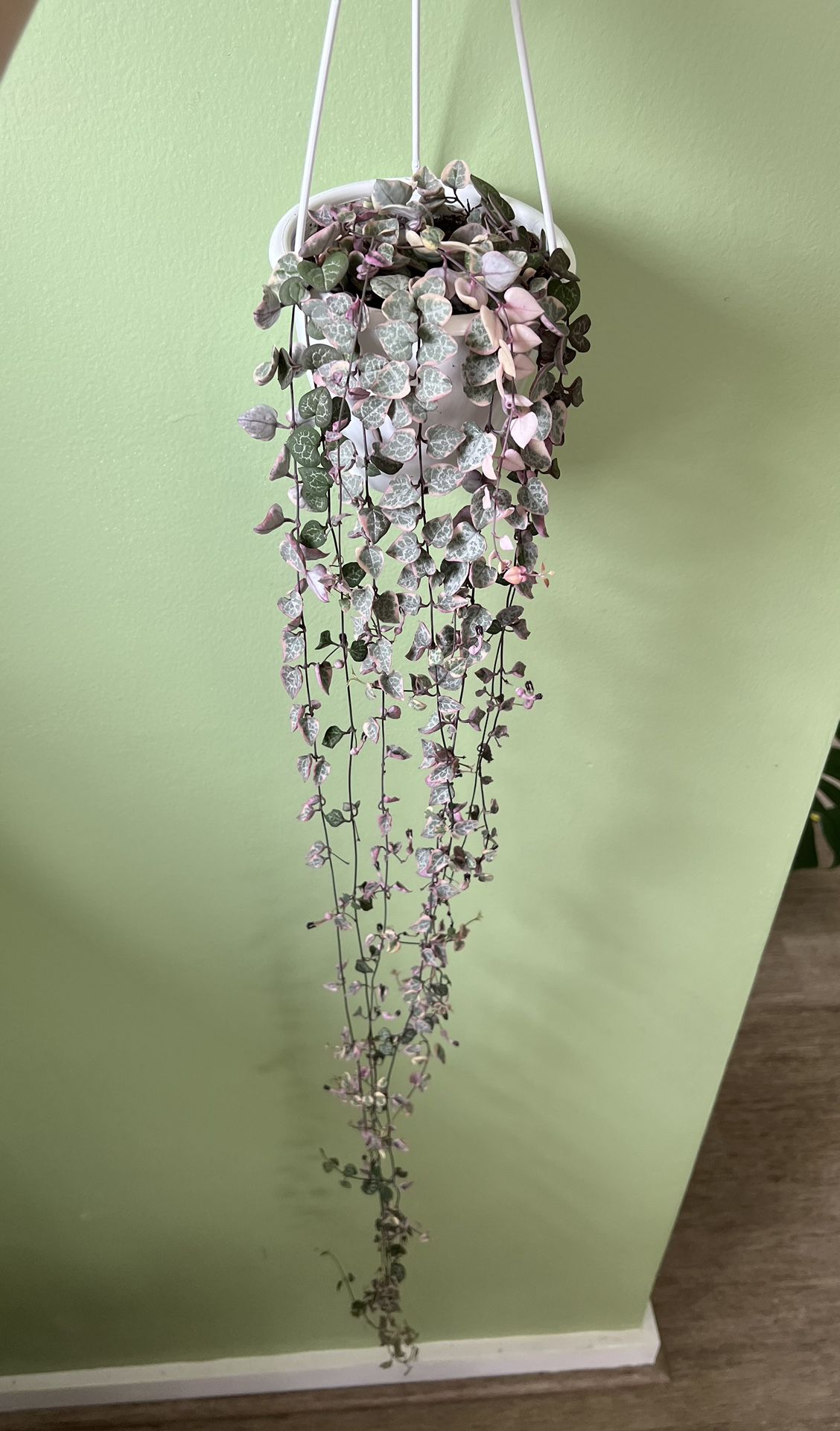Variegated String Of Hearts