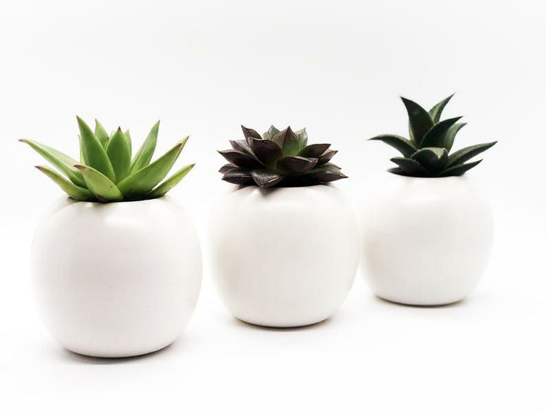 Succulent Trio Home Decor White Ceramic Pots Live plant Indoor Plant Gift Ideas Office Decor Easy Care Small Green Plant