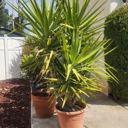 Plant Yucca