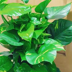 Very Healthy Hawaiian Pothos 