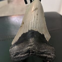 Rare 4.9 Inch Megalodon Tooth Fossil