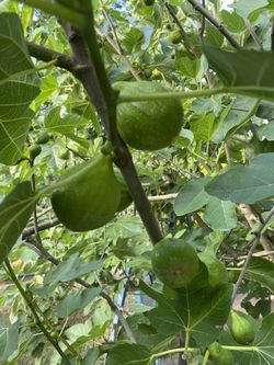 Fig Tree Harvest